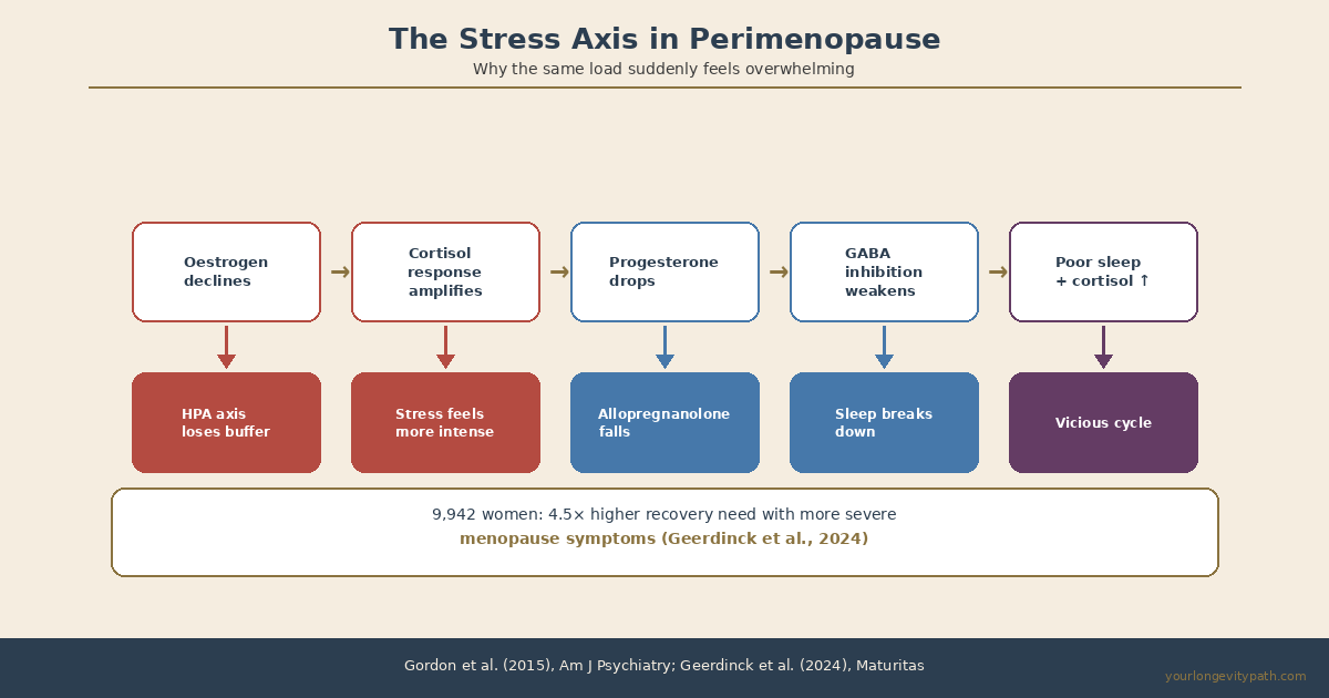Infographic: The stress axis in perimenopause — Five-step cascade from declining oestrogen through amplified cortisol response and weakening GABA inhibition to a vicious cycle of poor sleep and rising cortisol