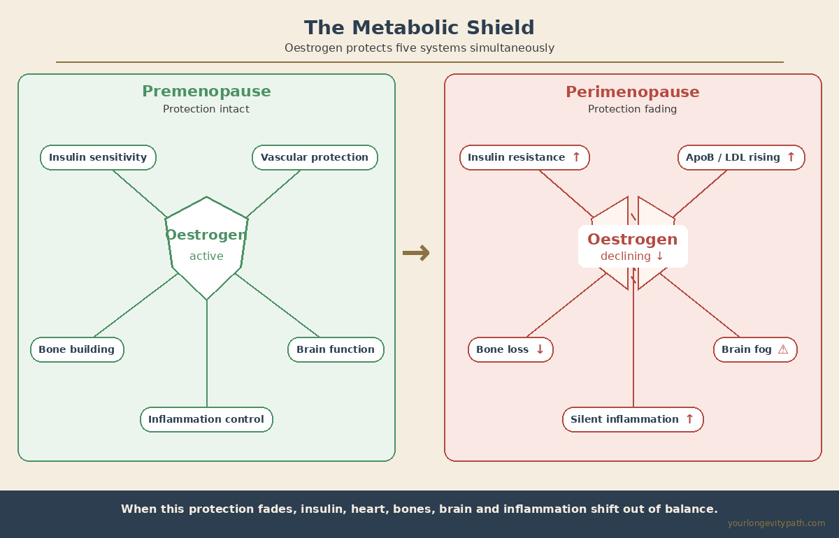 Infographic: The Metabolic Shield — left side shows oestrogen actively protecting five systems (insulin sensitivity, vascular protection, bone building, brain function, inflammation control), right side shows oestrogen declining with insulin resistance, rising ApoB, bone loss, brain fog and silent inflammation