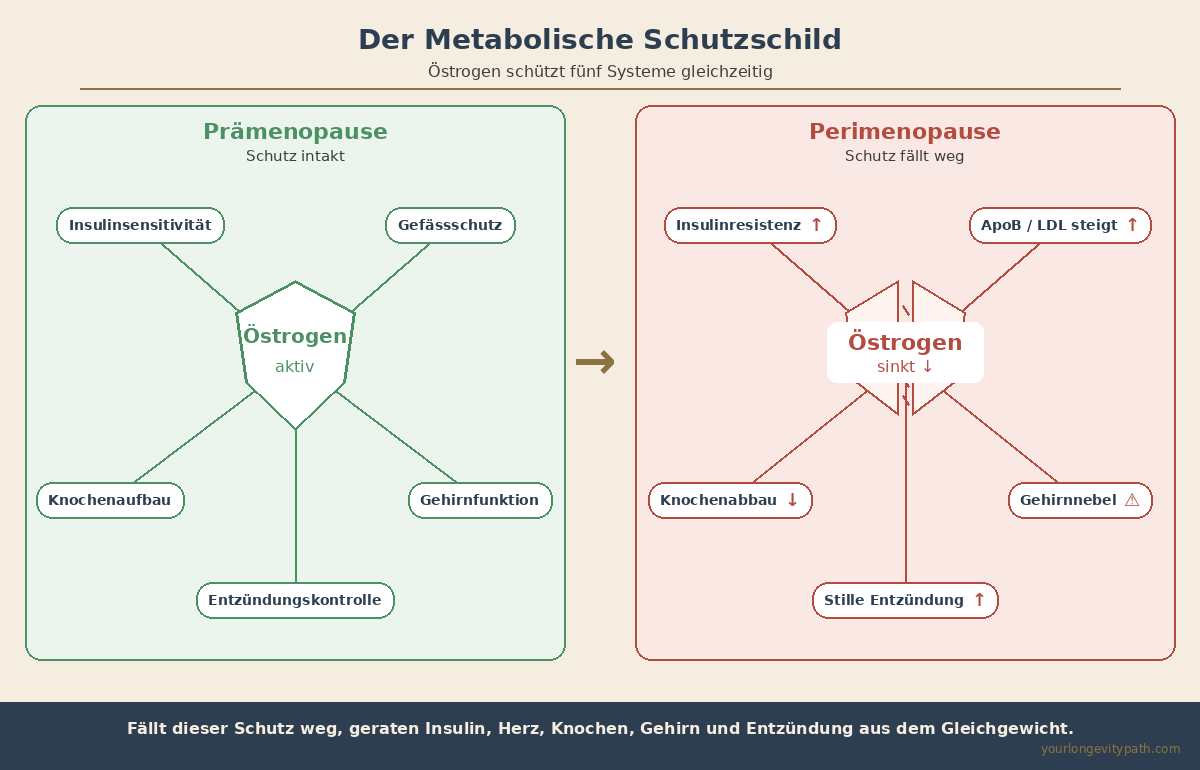 Infografik: Der Metabolische Schutzschild — links Östrogen aktiv mit fünf geschützten Systemen (Insulinsensitivität, Gefässschutz, Knochenaufbau, Gehirnfunktion, Entzündungskontrolle), rechts Östrogen sinkt mit Insulinresistenz, ApoB-Anstieg, Knochenabbau, Gehirnnebel und stiller Entzündung