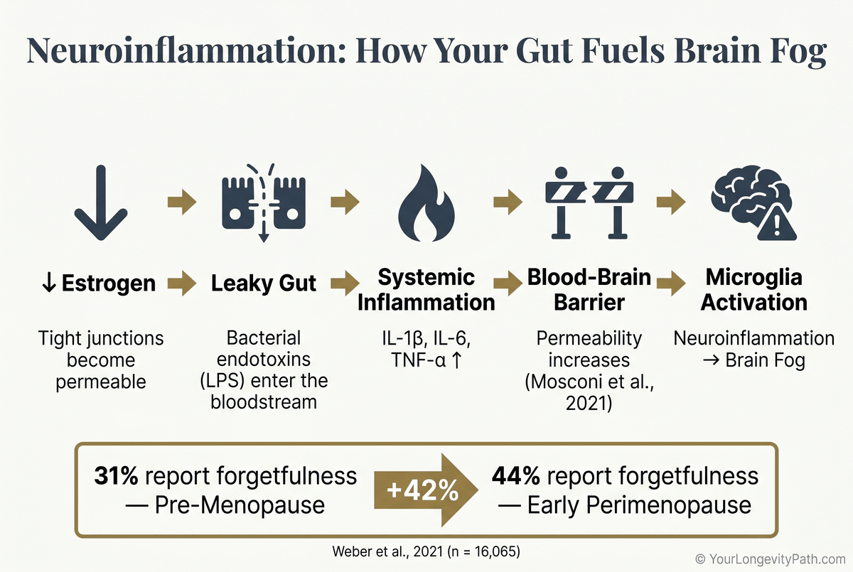 Infographic: Neuroinflammation cascade from gut to brain — 5 steps: declining estrogen, leaky gut, LPS in bloodstream, compromised blood-brain barrier, microglia activation. Statistics: 31% vs. 44% report forgetfulness