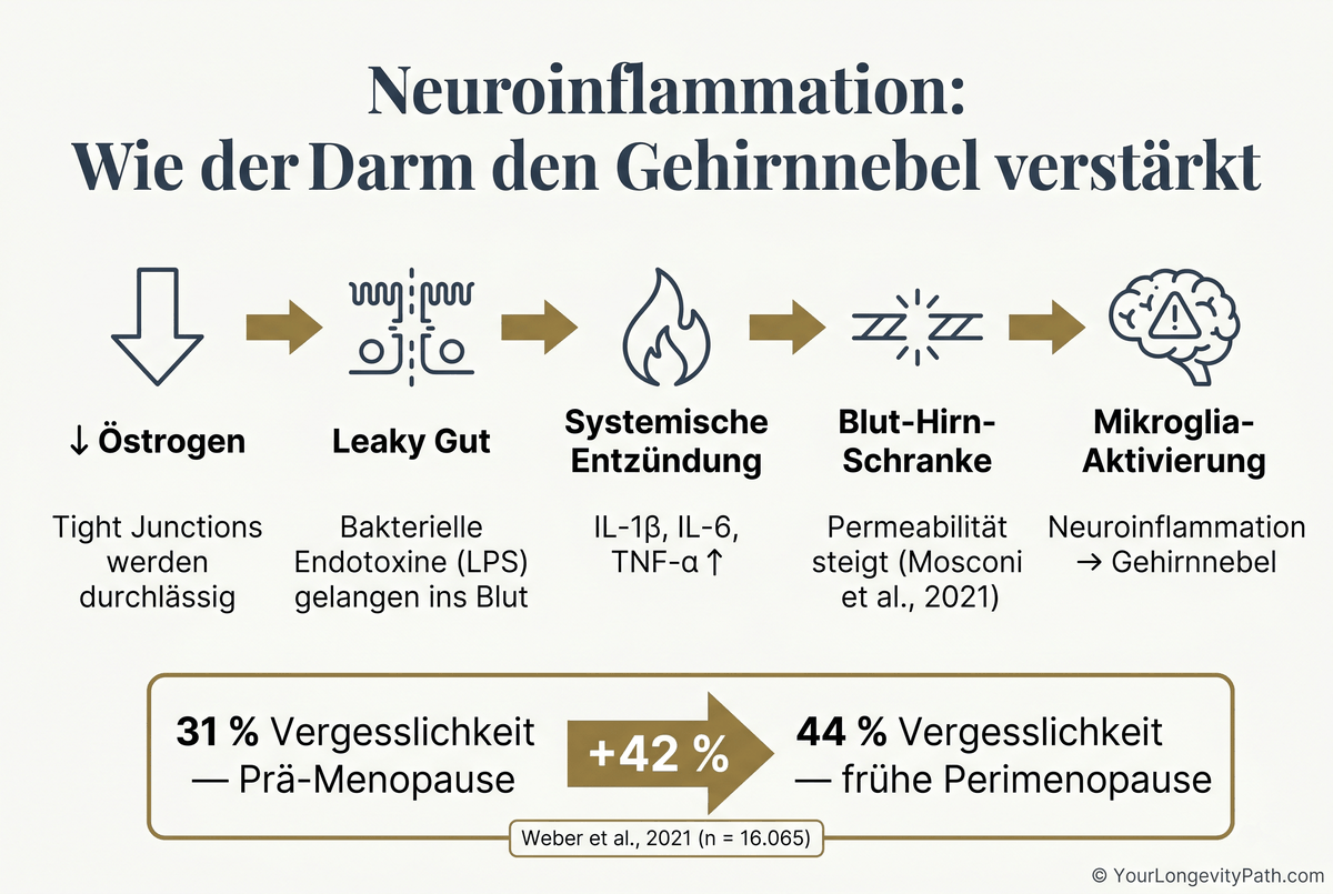 Infografik: Neuroinflammation-Kaskade vom Darm ins Gehirn — 5 Schritte: sinkende Östrogenspiegel, Leaky Gut, LPS im Blut, durchlässige Blut-Hirn-Schranke, Mikroglia-Aktivierung. Statistik: 31 % vs. 44 % Vergesslichkeit