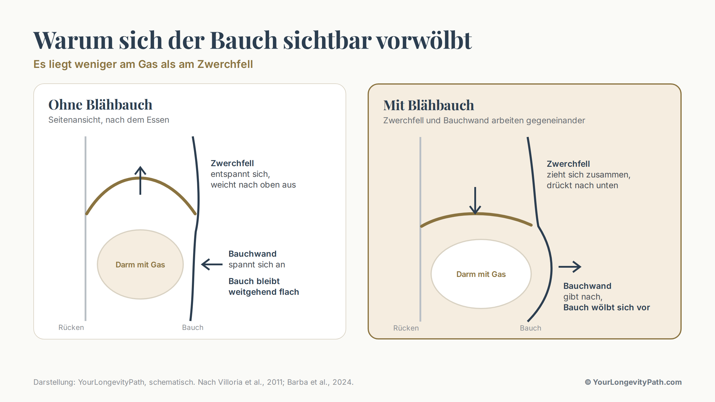 Infografik: Links ohne Blähbauch, das Zwerchfell weicht nach dem Essen nach oben aus und die Bauchwand spannt sich an, der Bauch bleibt flach. Rechts mit Blähbauch, das Zwerchfell drückt nach unten und die Bauchwand gibt nach, der Bauch wölbt sich vor.