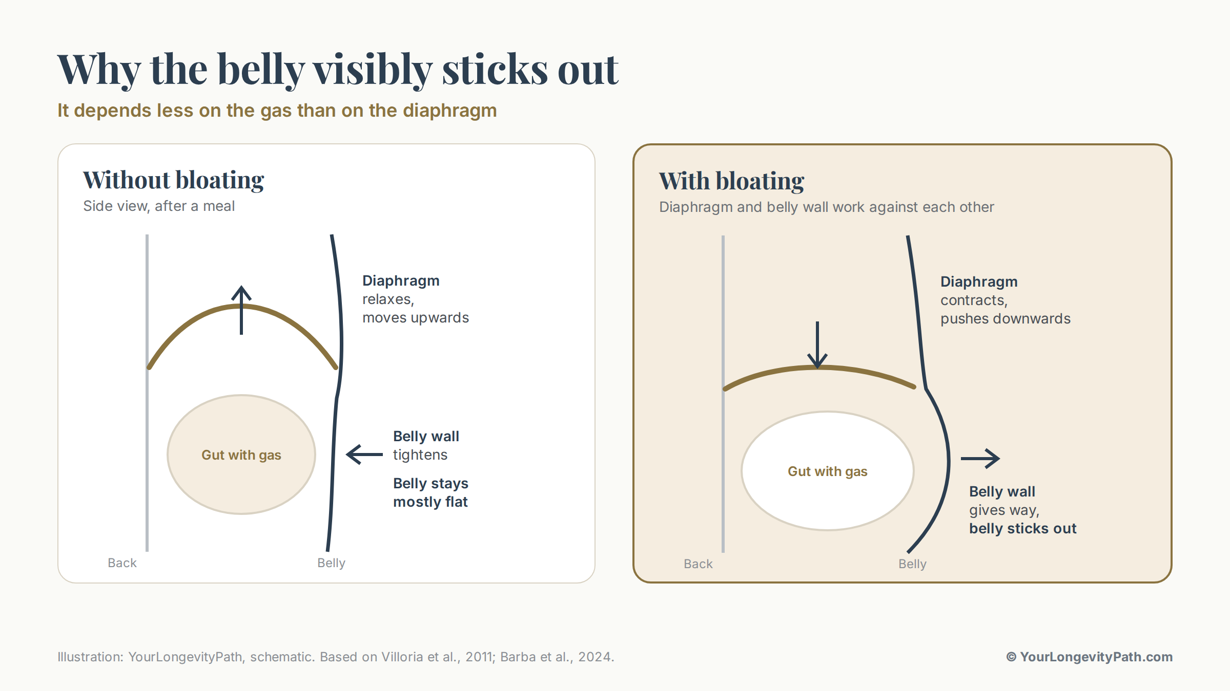Infographic: Left, without bloating: after a meal the diaphragm moves upwards and the belly wall tightens, the belly stays flat. Right, with bloating: the diaphragm pushes downwards and the belly wall gives way, the belly sticks out.