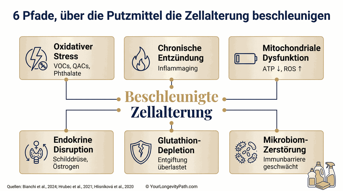 6 Pfade, über die Putzmittel die Zellalterung beschleunigen