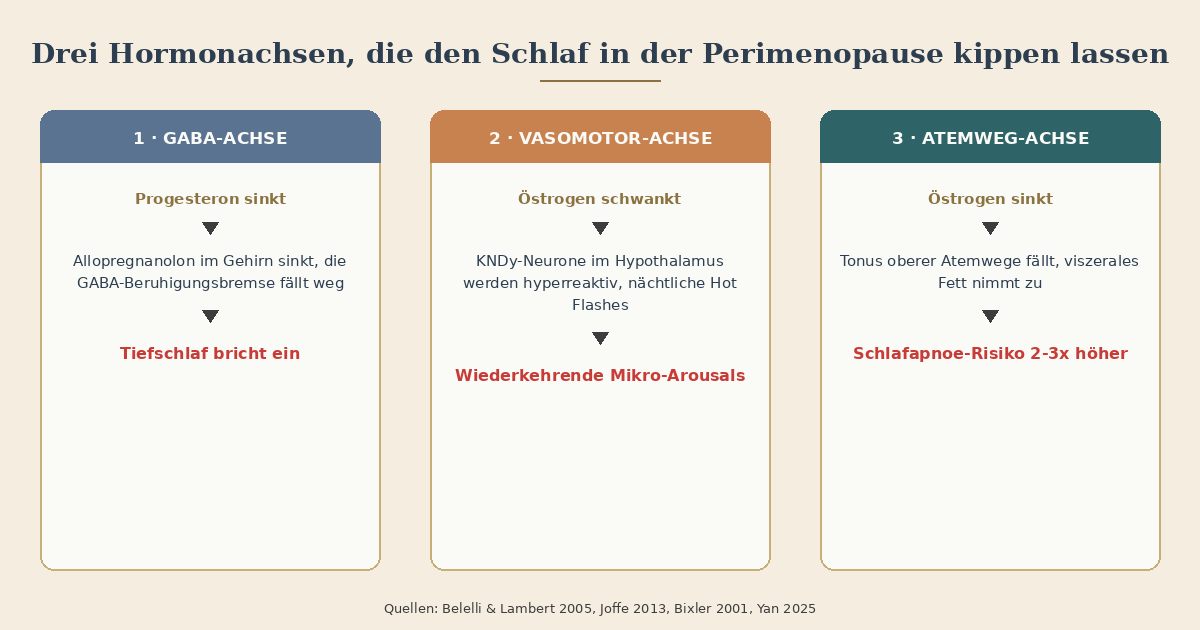 Infografik: Drei Hormonachsen, die den Schlaf in der Perimenopause kippen lassen. Erste Achse: Progesteron sinkt, Allopregnanolon im Gehirn sinkt, die körpereigene Beruhigungsbremse fällt weg, Tiefschlaf bricht. Zweite Achse: Östrogen schwankt, Wärmeregulation im Hypothalamus instabil, nächtliche Hitzewallungen, kurze Wachphasen. Dritte Achse: Östrogen sinkt, Tonus der oberen Atemwegsmuskulatur fällt, viszerales Fett nimmt zu, Schlafapnoe-Risiko verdoppelt bis verdreifacht sich.