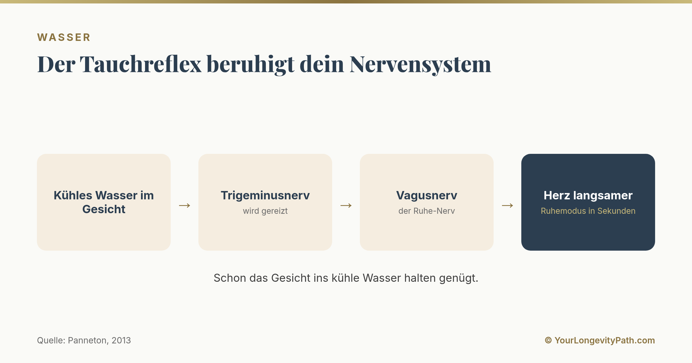 Infografik: Der Tauchreflex, kühles Wasser im Gesicht reizt den Trigeminusnerv, dieser aktiviert den Vagusnerv, das Herz verlangsamt sich und der Körper schaltet in den Ruhemodus.