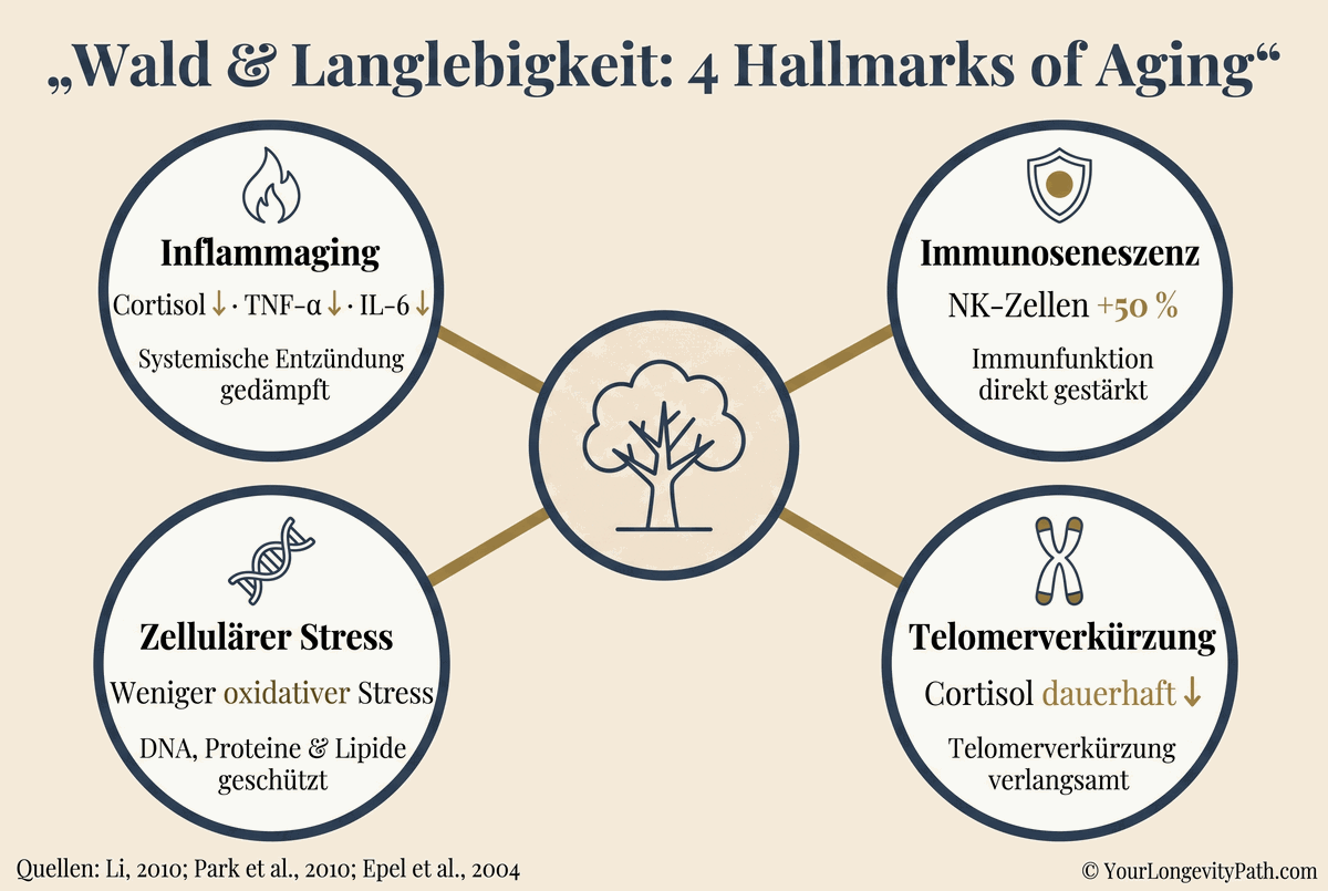 Infografik: Hub-and-Spoke-Layout. Zentraler Baum mit vier radialen Verbindungen zu den Hallmarks of Aging: Inflammaging (Cortisol ↓, TNF-α ↓), Immunoseneszenz (NK-Zellen +50 %), Zellulärer Stress (weniger oxidativer Stress), Telomerverkürzung (Cortisol dauerhaft gesenkt).