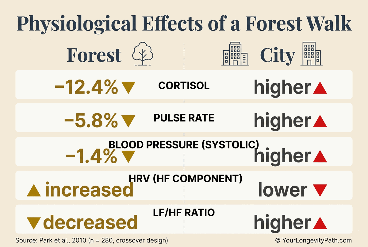 Infographic: Physiological effects of a forest walk. Comparison forest vs. city: Cortisol −12.4%, Pulse rate −5.8%, Blood pressure −1.4%, HRV (HF) increased, LF/HF ratio decreased.