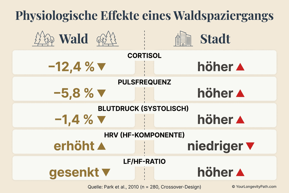 Infografik: Physiologische Effekte eines Waldspaziergangs. Vergleich Wald vs. Stadt: Cortisol −12,4 %, Pulsfrequenz −5,8 %, Blutdruck −1,4 %, HRV (HF) erhöht, LF/HF-Ratio gesenkt.