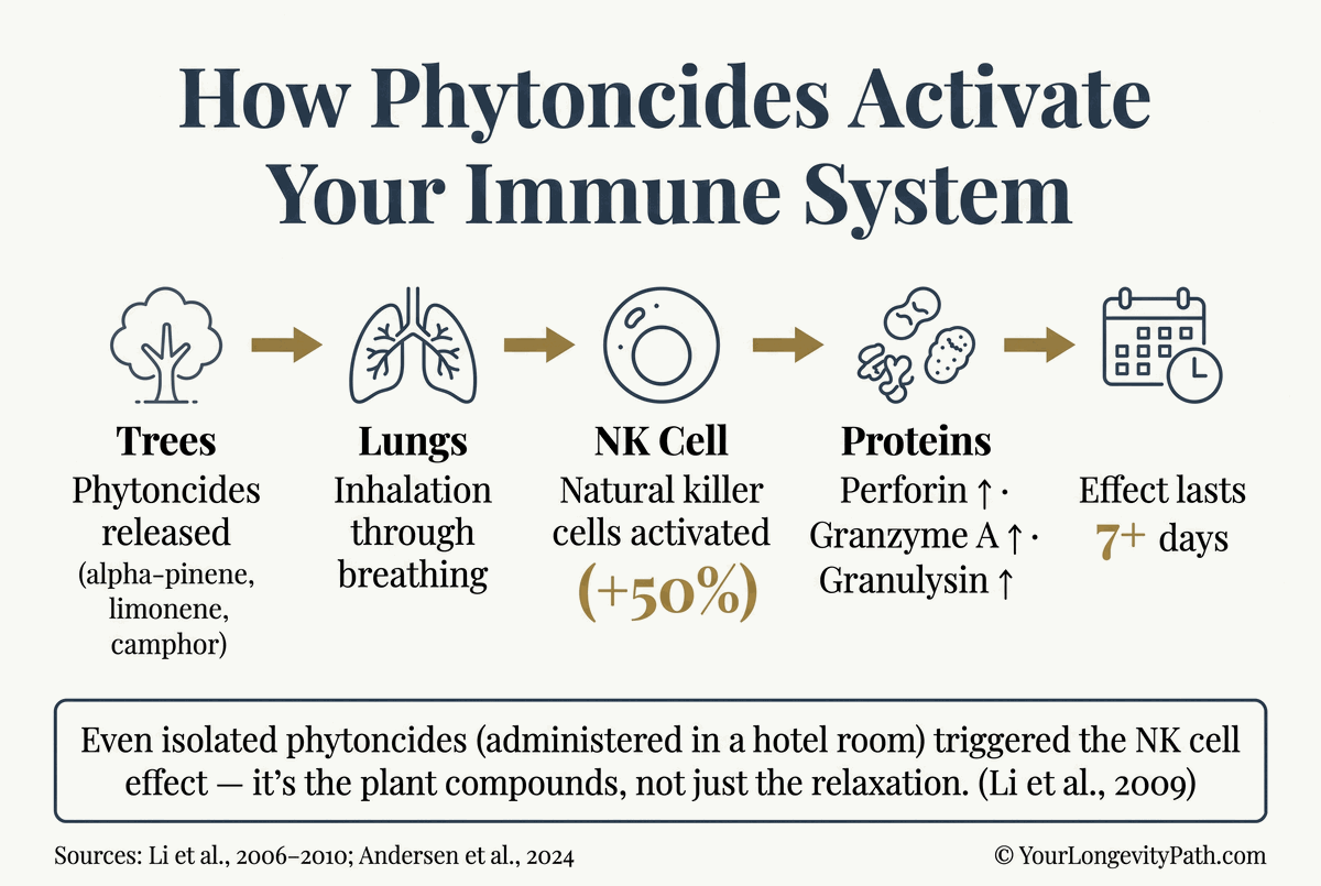 Infographic: Phytoncides and NK cell activation. Cascade: Trees release phytoncides → Inhalation through breathing → NK cells increase → Perforin, Granzyme A, Granulysin elevated → Effect lasts 7+ days.