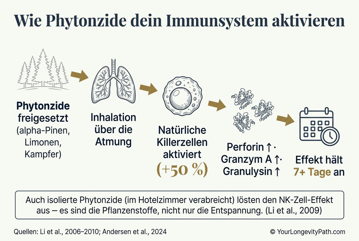 Infografik: Phytonzide und NK-Zell-Aktivierung. Kaskade: Bäume geben Phytonzide ab → Inhalation über Atmung → NK-Zellen steigen → Perforin, Granzym A, Granulysin erhöht → Effekt hält 7+ Tage an.